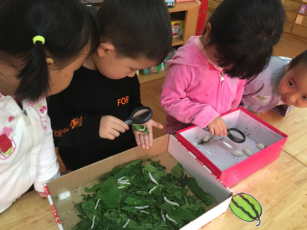 长幼杏林分园:蚕宝宝的陪伴