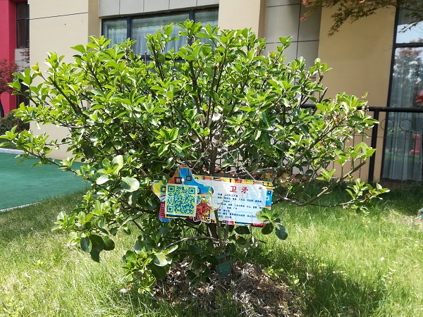 市委幼四里河畔园树牌彰显理念名画沉淀内涵